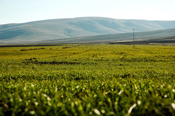 green field and big mountains behind