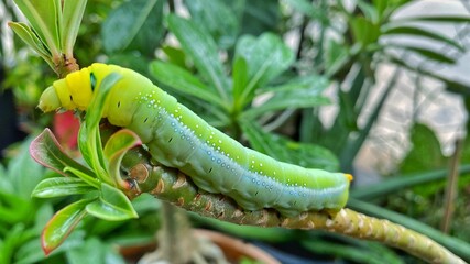 big green caterpillar on a branch