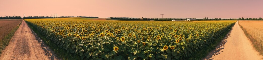 Panoramic shot from a bird's eye view of a sunflower field in Rheinhessen / Germany in the evening 