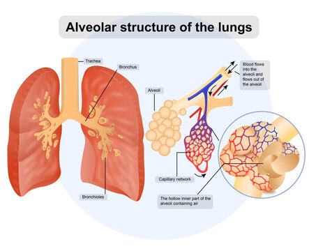 Alveolar structure of the lungs