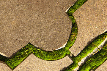 Moss on the sidewalk plate illuminated by the sun's rays
