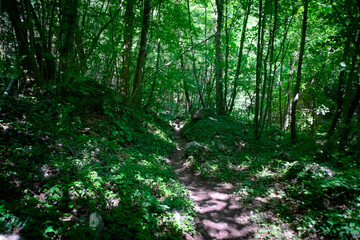 Fototapeta premium Sentiero per le cascate del Fosso di Teria a Secchiano nelle Marche
