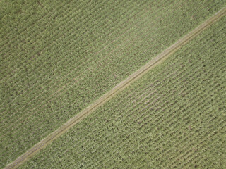Sunrise over an Australian farm field growing fresh produce with red soil