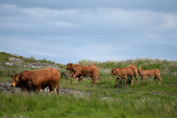 Naklejka premium Calves crossing field at Brother’s Point on Skye, Inner Hebrides, Scotland