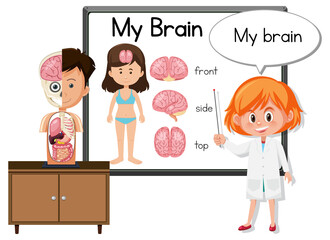 Young doctor explaining brain anatomy