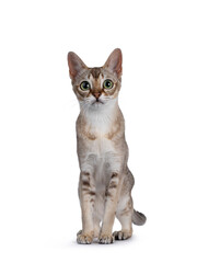 Cute purebred Singapure cat kitten, standing facing front. Looking straight to camera with green yellow eyes. isolated on white background.