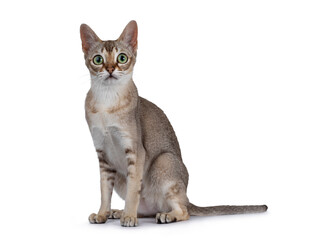 Cute purebred Singapure cat kitten, sitting up side ways. Looking straight to camera with green yellow eyes. isolated on white background.
