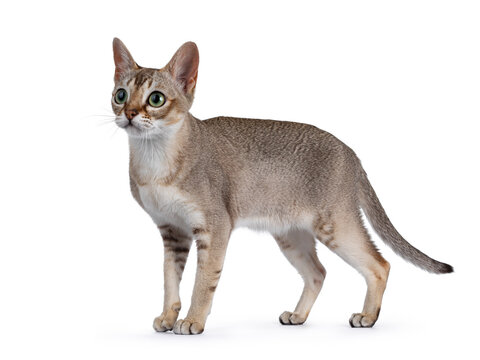 Cute purebred Singapure cat kitten, standing side ways. Looking away from camera with green yellow eyes. isolated on white background.