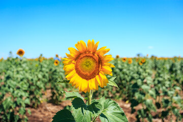 Sunflower in a vibrant field under a clear blue sky on a sunny day