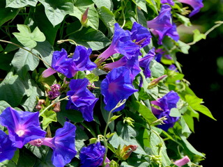 Trichterwinde mit lila Trompetenblüten