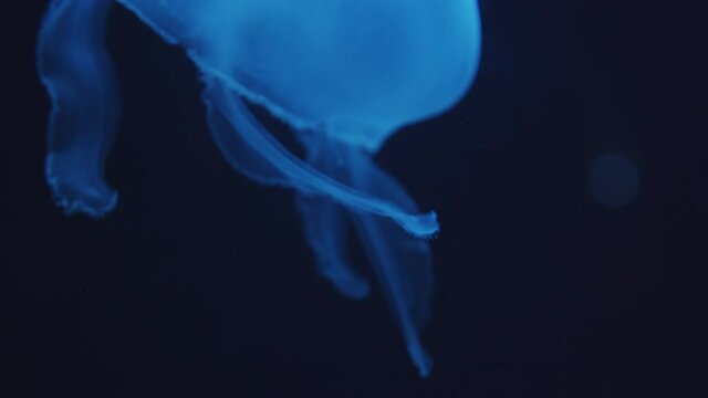 Closeup shot of single and beautiful glowing blue jellyfish floating with closed bell underwater leaving behind sting moving upward in aquarium