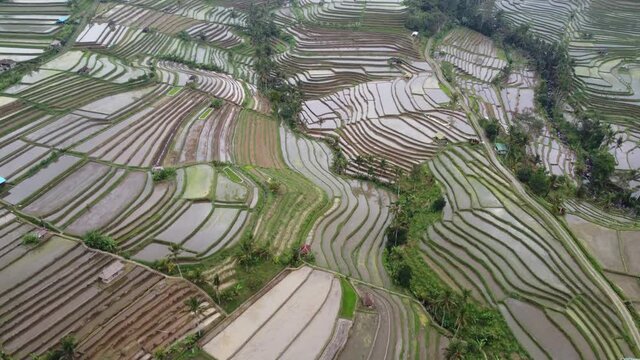 Aerial Drone View of Jatiluwih Rice Terrace in Bali Indonesia - UNESCO Cultural Heritage Rice Fields