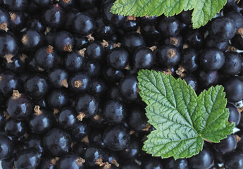 Garden fresh black currant berry with green currant leaf