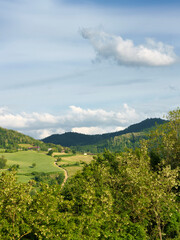 Vineyards in Oltrepo Pavese, italy, at springtime