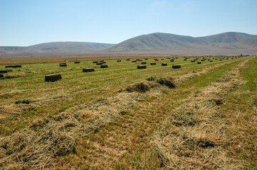 Obraz premium meadow grass field