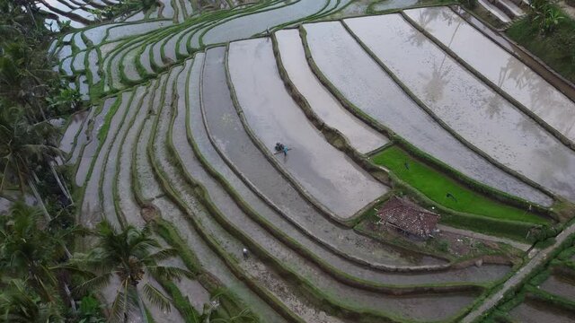 Aerial Drone View of Jatiluwih Rice Terrace in Bali Indonesia - UNESCO Cultural Heritage Rice Fields