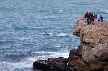 Whale watching from the cliffs at Hermanus, South Africa © Peter