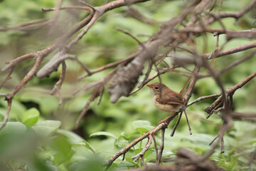 Wild female Fairy Wren perched on tree branch in Australian 