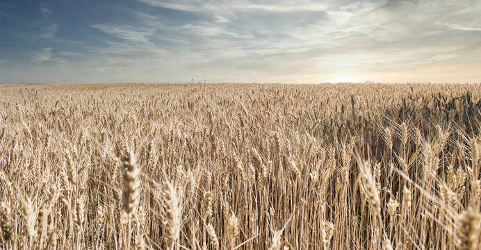 Cultivo de cebada al amanecer en una tierra de Castilla y Le&oacute;n, Espa&ntilde;a