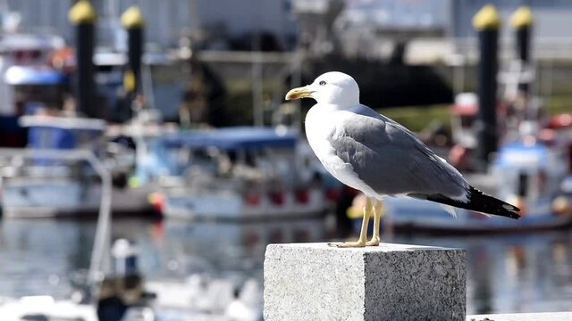 Gaviota posada en el puerto de Combarro, Espa&ntilde;a