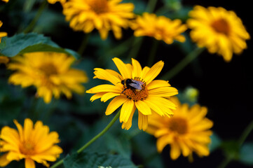 A bumblebee sits on a yellow flower that grows in a flower bed