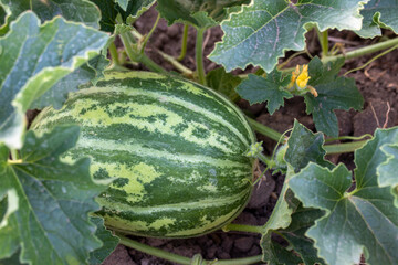 watermelon fruit in the field. melon. yet mature.
