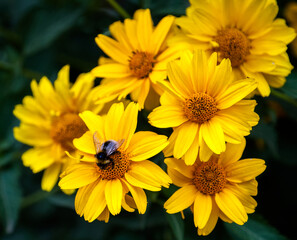 Yellow flowers grow on the flower bed. And there is a bumblebee sitting on one flower