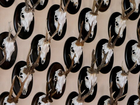 Geweihe an einer Wand