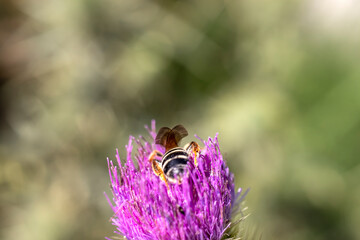 Bee perching on purple thistle flower, close-up.