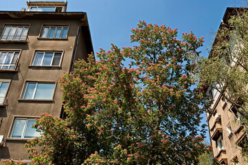 Fragments of old beautiful buildings  in the center of the Bulgarian capital Sofia, Bulgaria,...