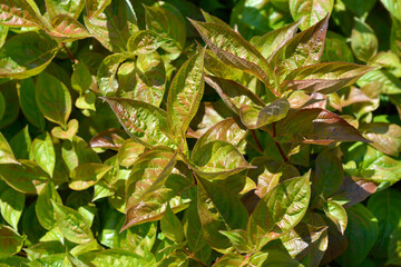 Weigela Wings of Fire