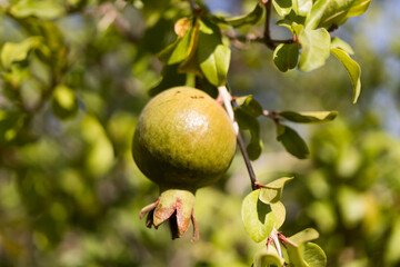 pomegranate fruit standing on branch, related to agriculture. close up.