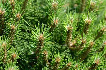 Dwarf black pine Pierrick Bregeon