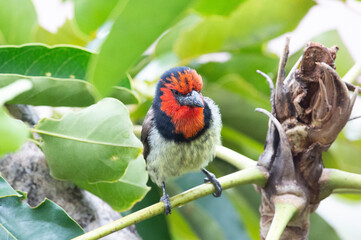 Black Collared Barbet sits contemplatively 