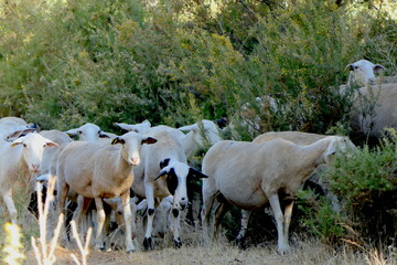 Schafherde in Südspanien