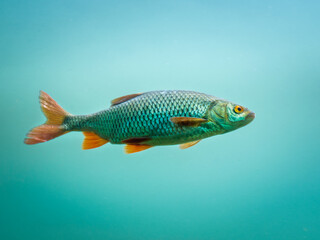 Common rudd (Scardinius erythropthalmus).