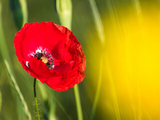 Poppy flowers as a pair