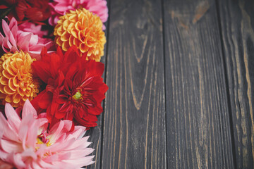 Beautiful colorful dahlias flowers on rustic wood with space for text. Seasons greeting card template. Autumn flowers border on dark wooden background. Autumn in countryside © sonyachny