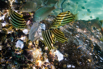 School of Bream fish in shallow blue water perfect for fishing
