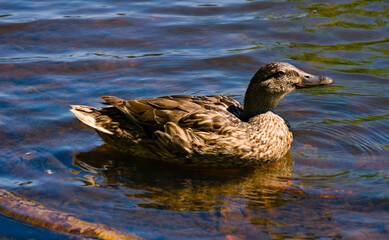 Duck on the river bank