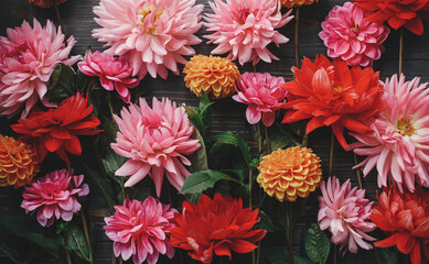Colorful red, pink and orange dahlias flowers composition on rustic wood flat lay. Floral card....
