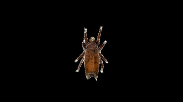 mite (acari) of superfamily Crotonioidea under a microscope, order Oribatida, Family Camisiidae. Sample found in Karelia. Possibly a Camisia sp.