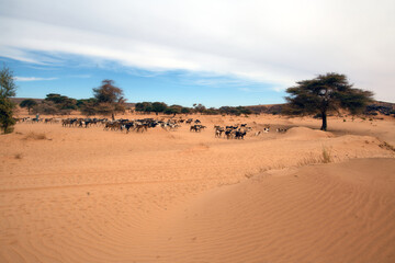 Fototapeta na wymiar Herd of goats in a wadi in the Mauritanian Sahara desert
