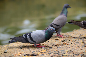 A flock of hungry pigeons feeding in the junk food in the streets near the water stream.