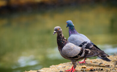 Fototapeta premium Beautiful cute street pigeon pair standing near a water stream in the background. Bright yellowish-orange eyes, close-up birds portraiture photograph.