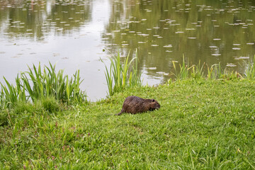 Wild nutria eating grass on the shore of Savica fishing pond in city of Zagreb