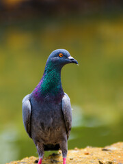 Beautiful cute street pigeon portrait. Vivid colorful feathers, bright yellowish-orange eyes close up photograph,
