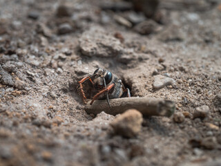 Nahaufnahme einer Sandwespe die aus aus ihren selbst gegrabenen Erdloch kriecht.