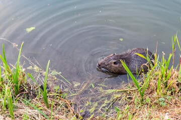 Wild nutria eating shell on the coast of Savica lake, Zagreb where this invasive species found its home