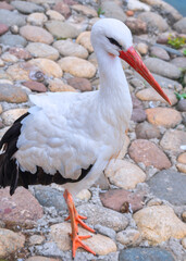 A white feathered elegant stork or CIconia standing near a pond on a stone pavement. Red beak and cute eyes. Wildlife, parks, zoos, outdoors, animal themes, traveling, bird watching, spotting.